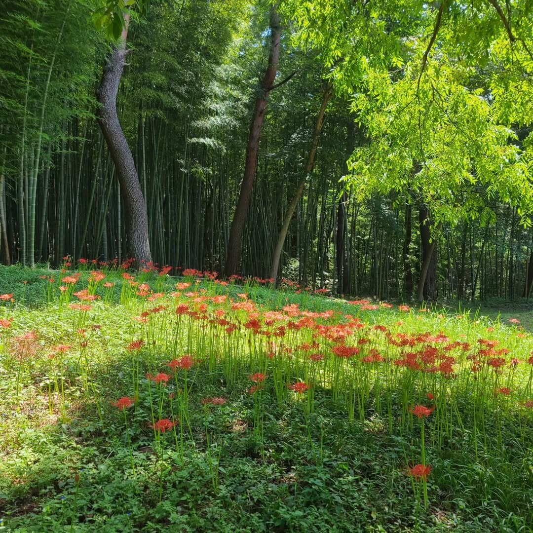 아홉산숲(Ahopsan Forest)'s picture