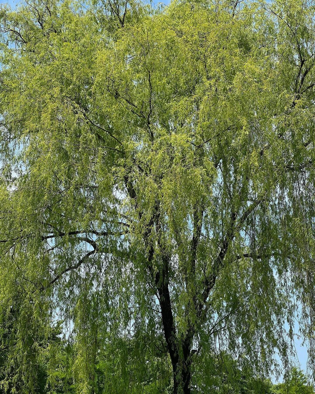 한밭수목원(Hanbat Arboretum)