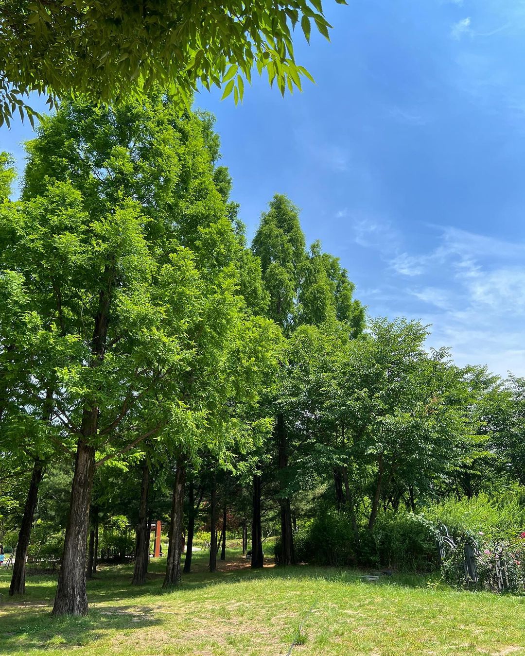 한밭수목원(Hanbat Arboretum)