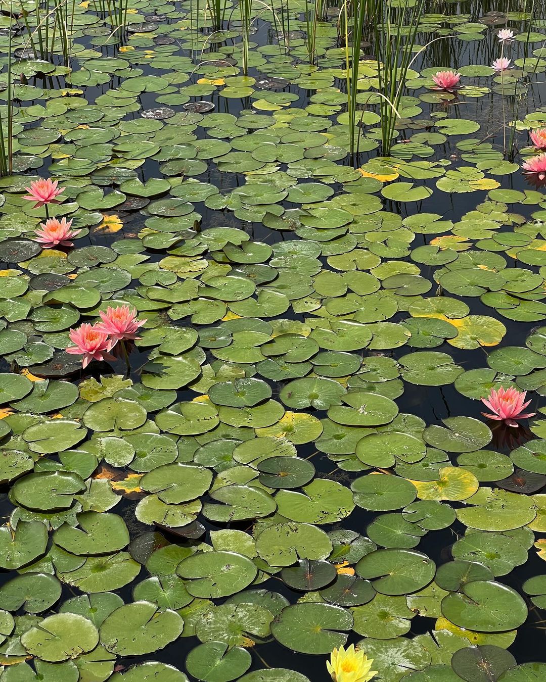 한밭수목원(Hanbat Arboretum)