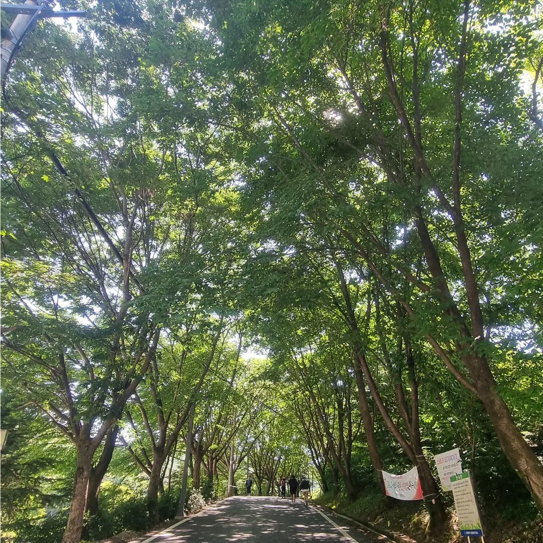 장동산림욕장(Jangdong Forest Bathing Area)'s picture