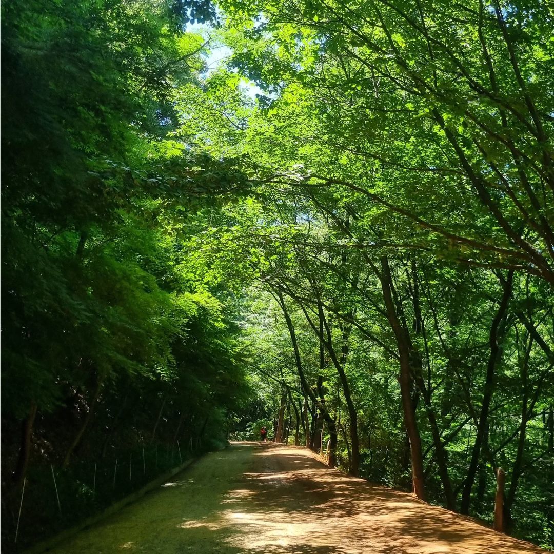 장동산림욕장(Jangdong Forest Bathing Area)'s picture