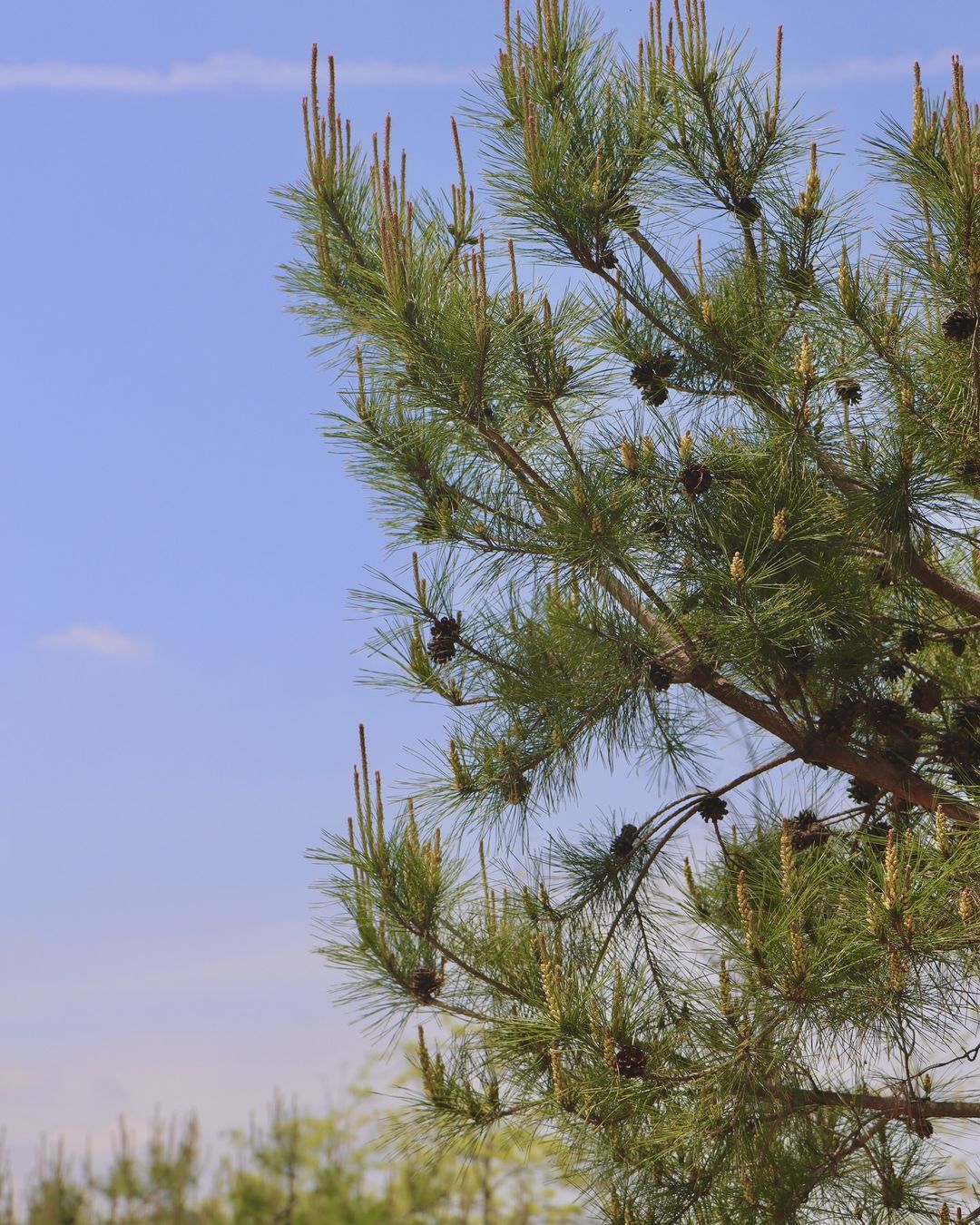 유림공원(Yurim Park)'s picture