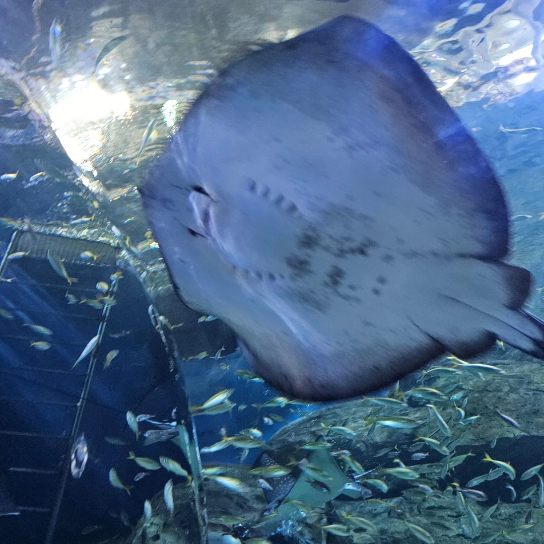 대전엑스포아쿠아리움