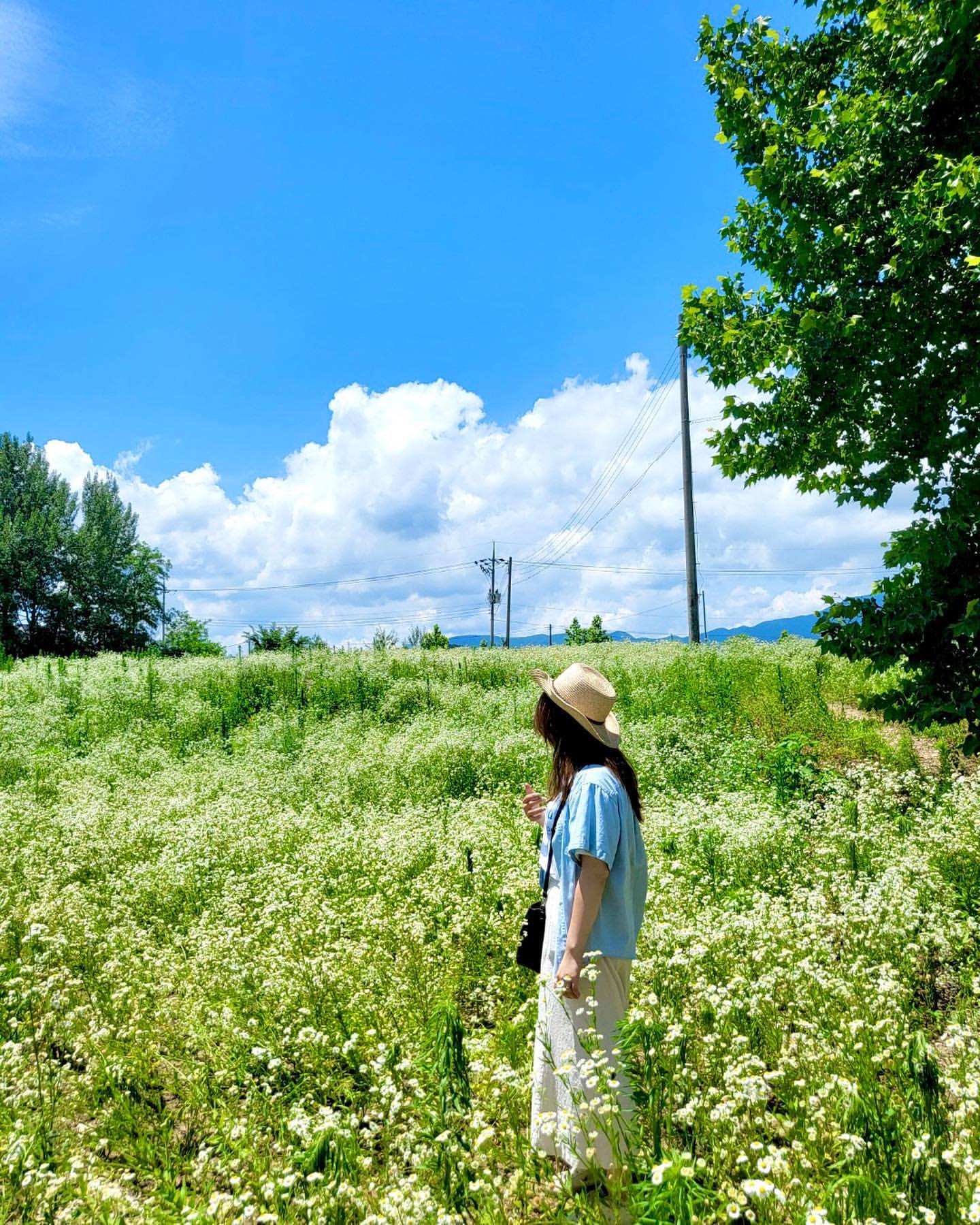 고석정꽃밭(Goseokjeong Flower Garden)