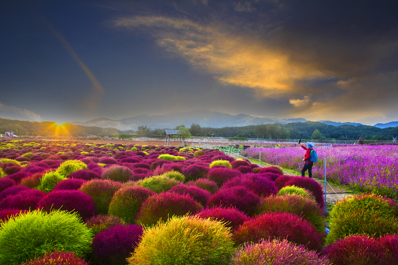 고석정꽃밭(Goseokjeong Flower Garden)