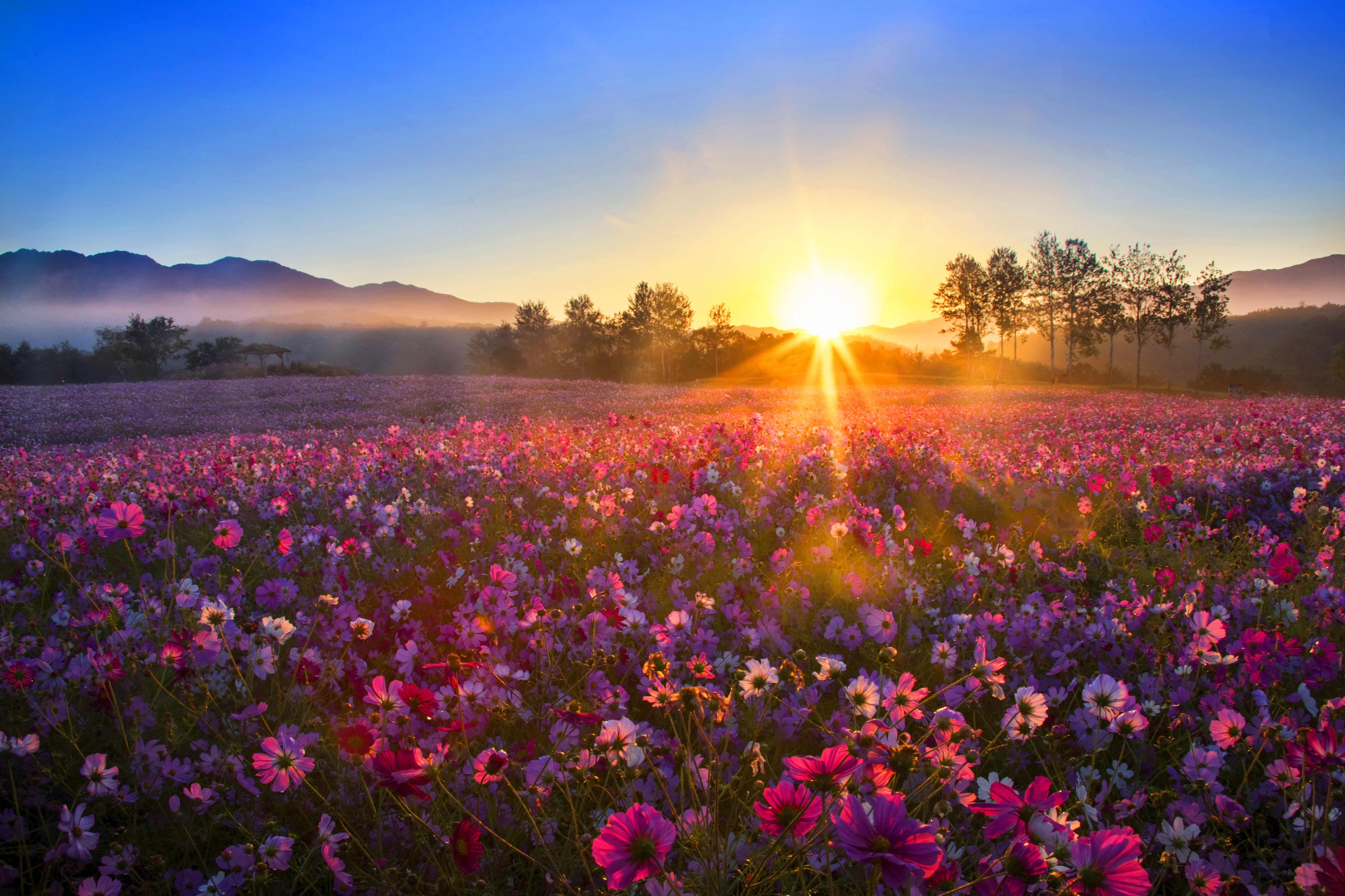 고석정꽃밭(Goseokjeong Flower Garden)