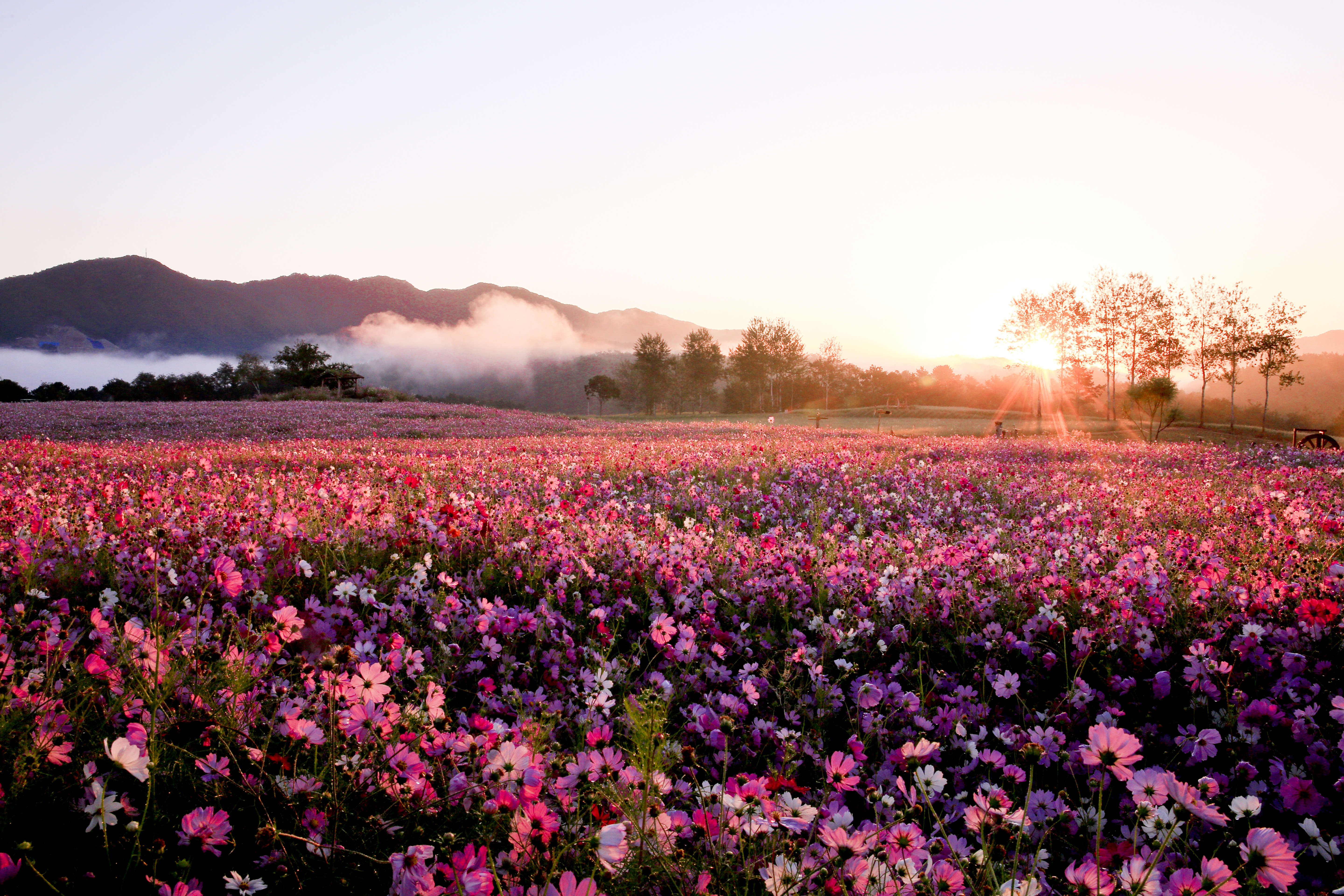 고석정꽃밭(Goseokjeong Flower Garden)