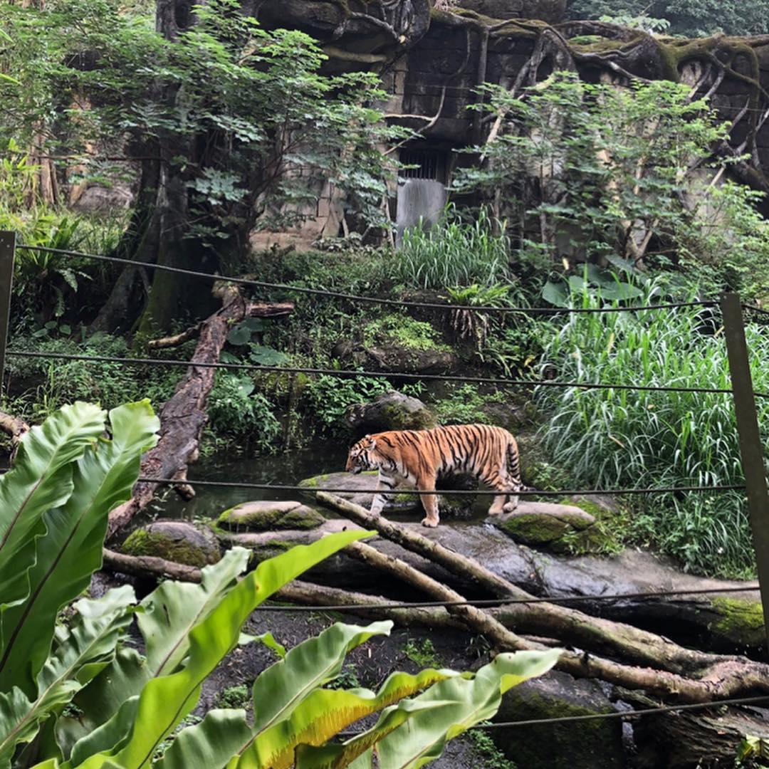 臺北市立動物園(Taipei Zoo)'s picture