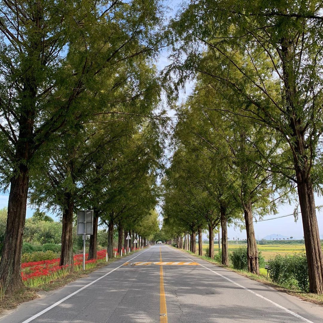 곡성 메타세쿼이아길(Gokseong Metasequoia Road)'s picture