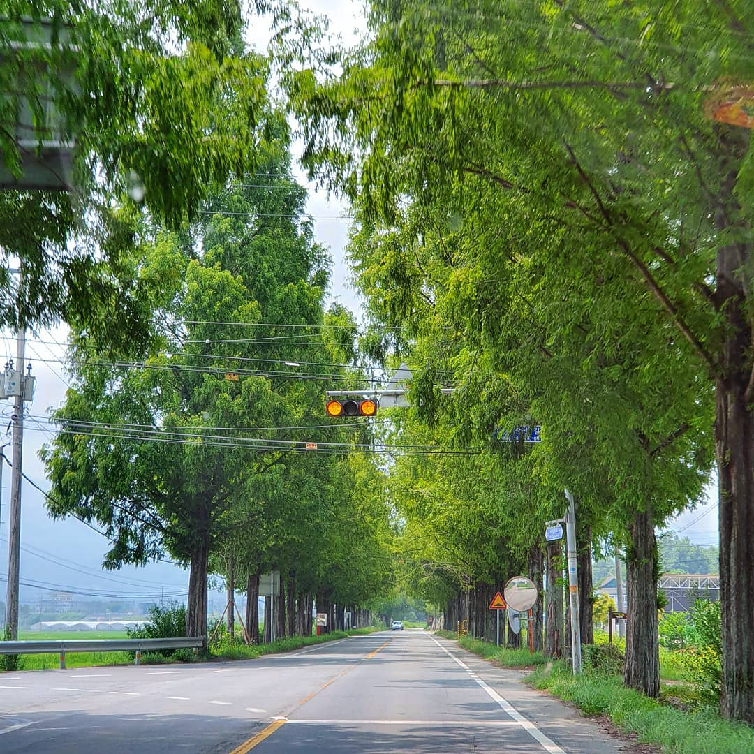 곡성 메타세쿼이아길(Gokseong Metasequoia Road)'s picture