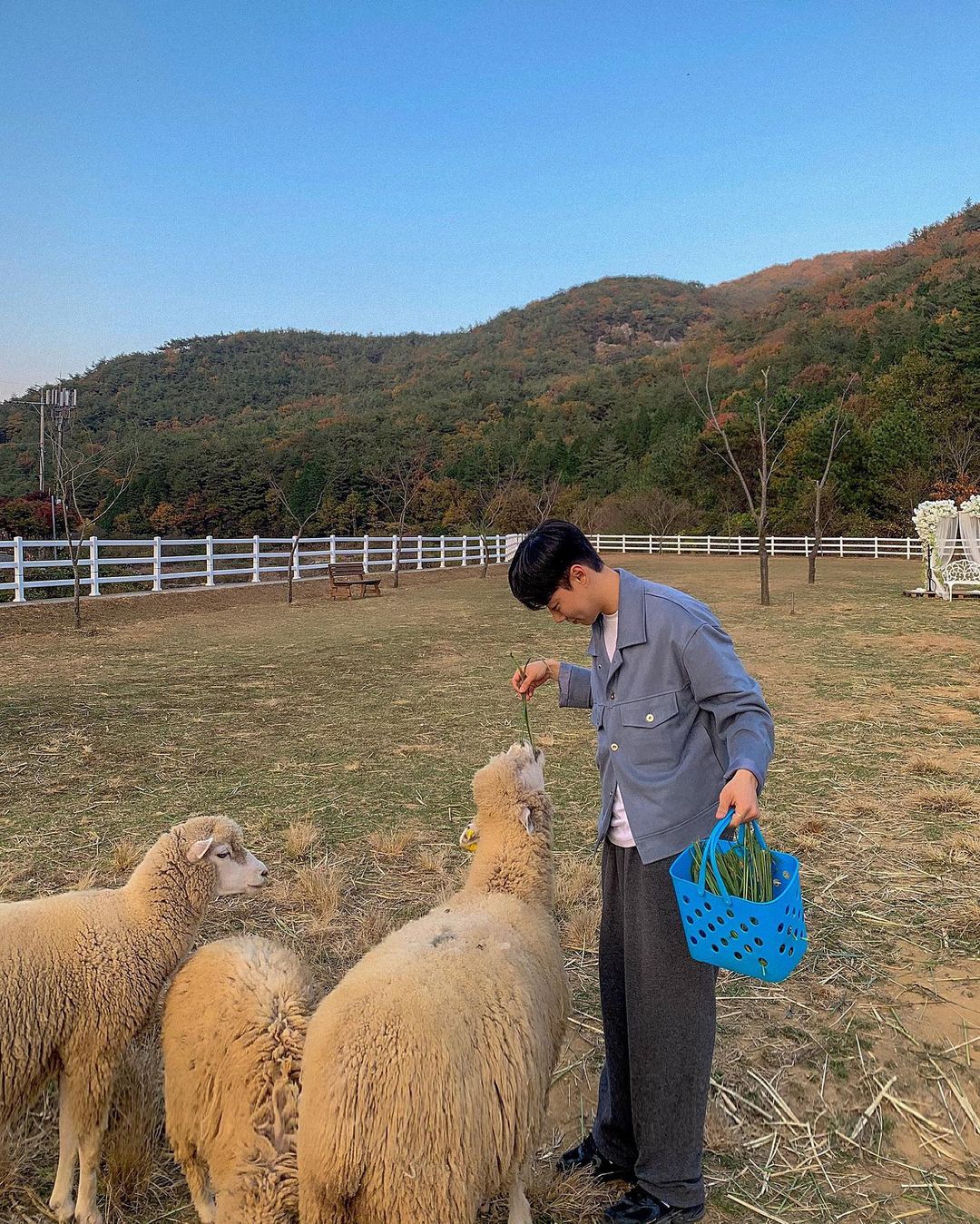 남해양떼목장 양마르뜨언덕(Namhae Sheep Farm Yangmartre Hill)'s picture