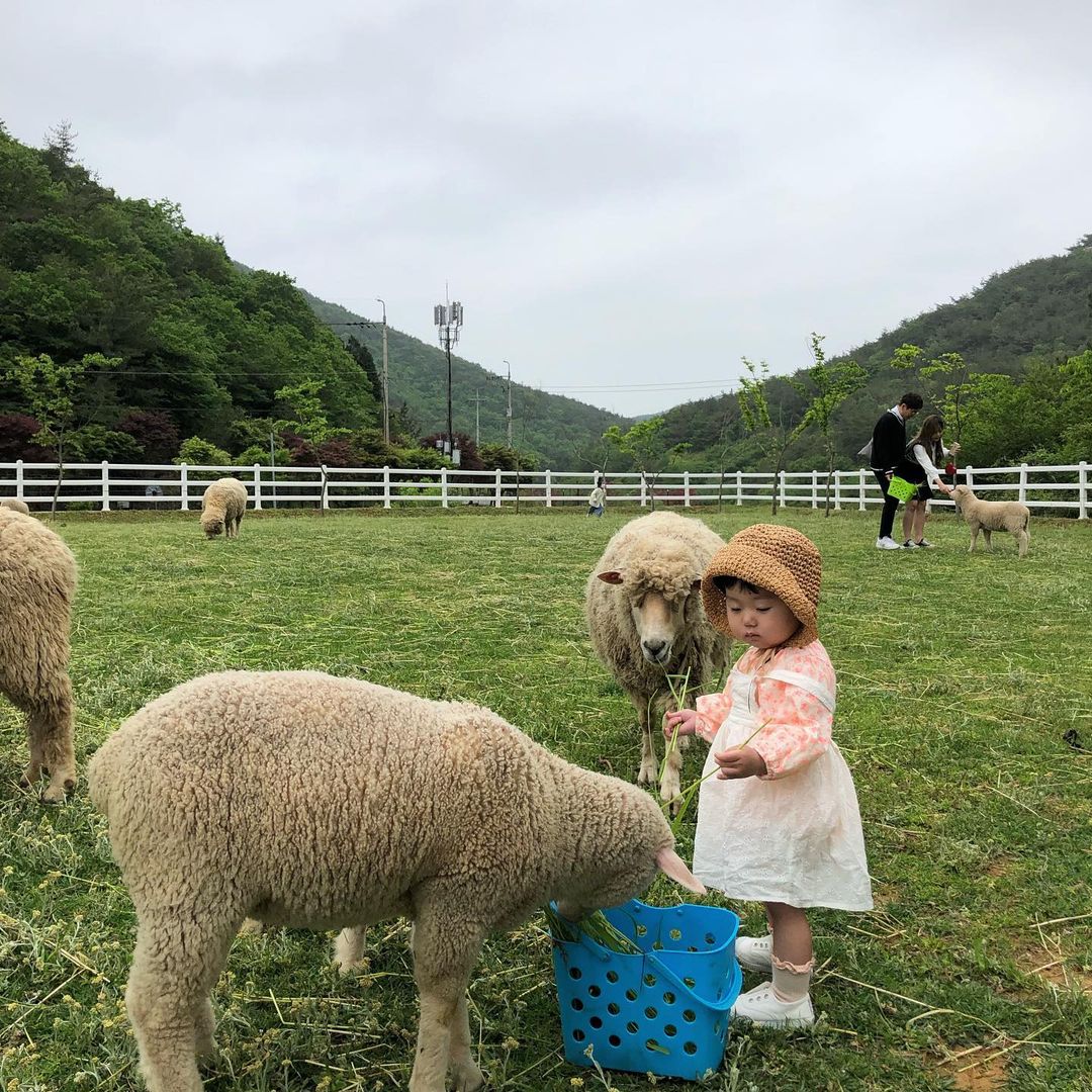 남해양떼목장 양마르뜨언덕(Namhae Sheep Farm Yangmartre Hill)'s picture