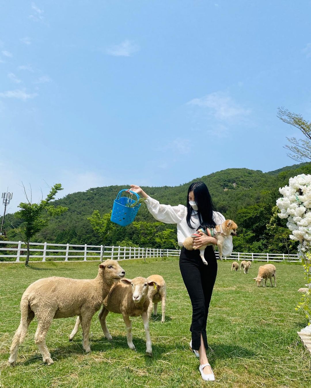 남해양떼목장 양마르뜨언덕(Namhae Sheep Farm Yangmartre Hill)'s picture