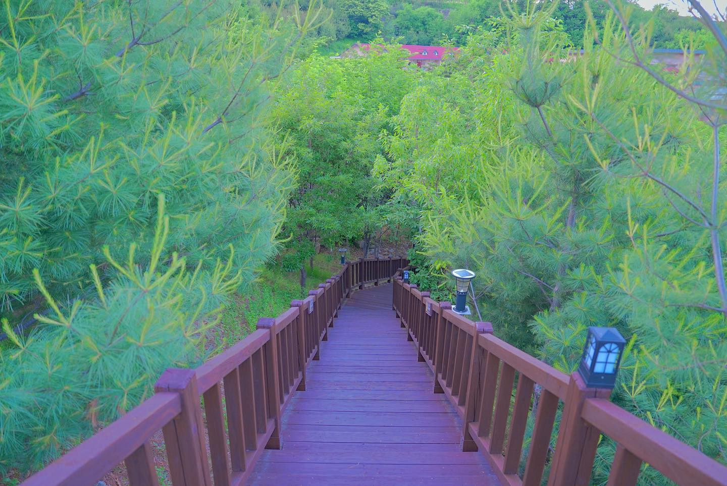 국립 산림 치유원's picture