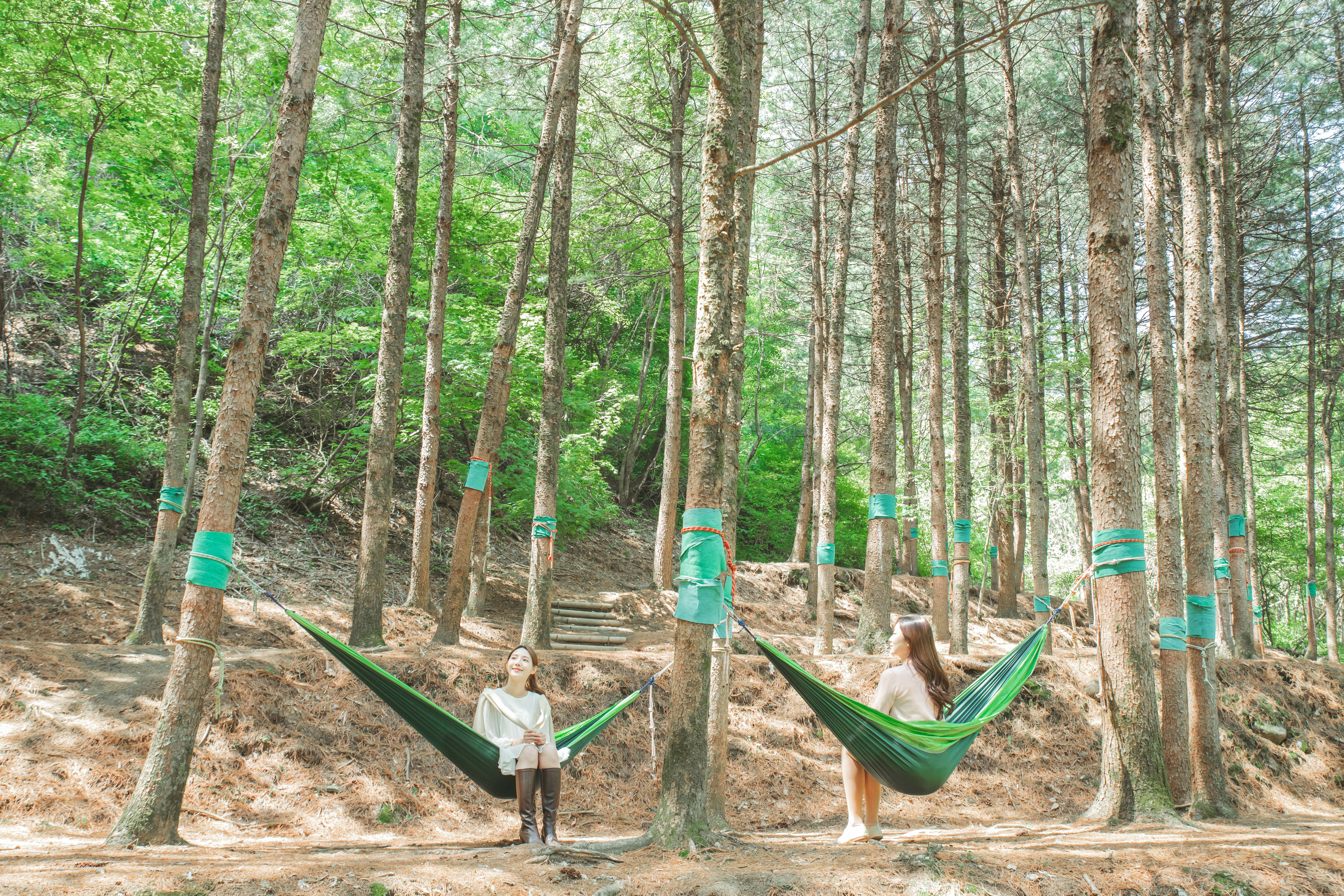 국립 산림 치유원's picture