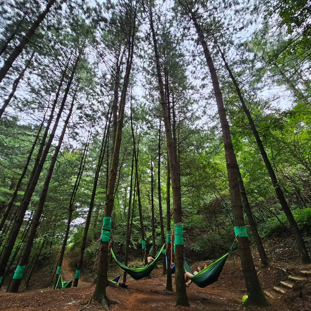 국립 산림 치유원's picture