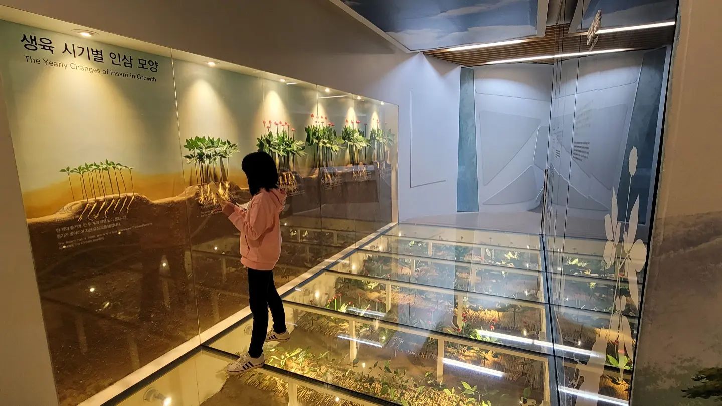 영주인삼박물관(Yeongju Insam Museum)
