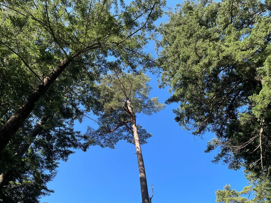 월정사(Woljeongsa Temple)'s picture