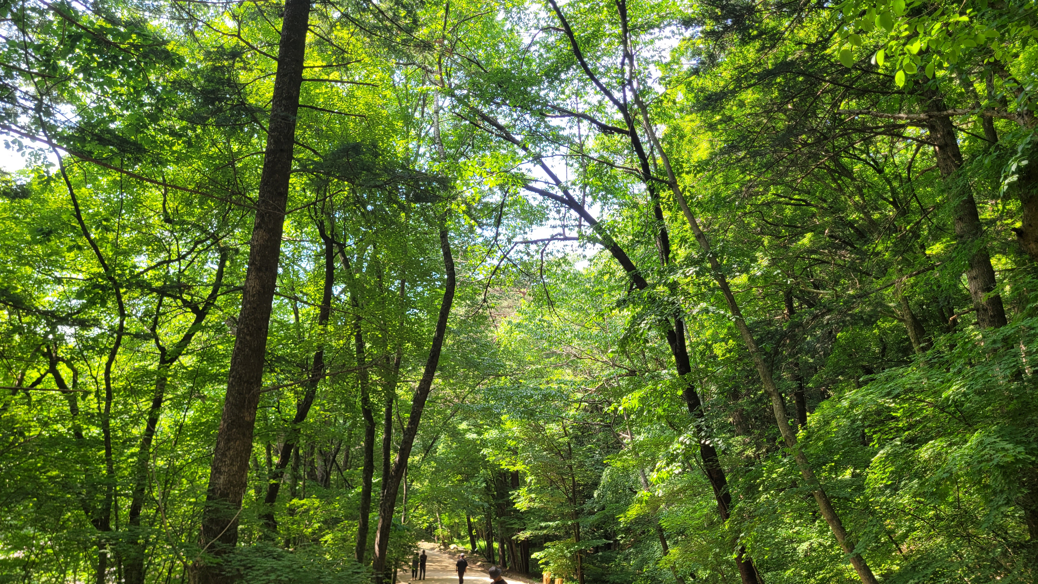 오대산월정사전나무숲길(Woljeongsa Fir Forest Accessible Trail)