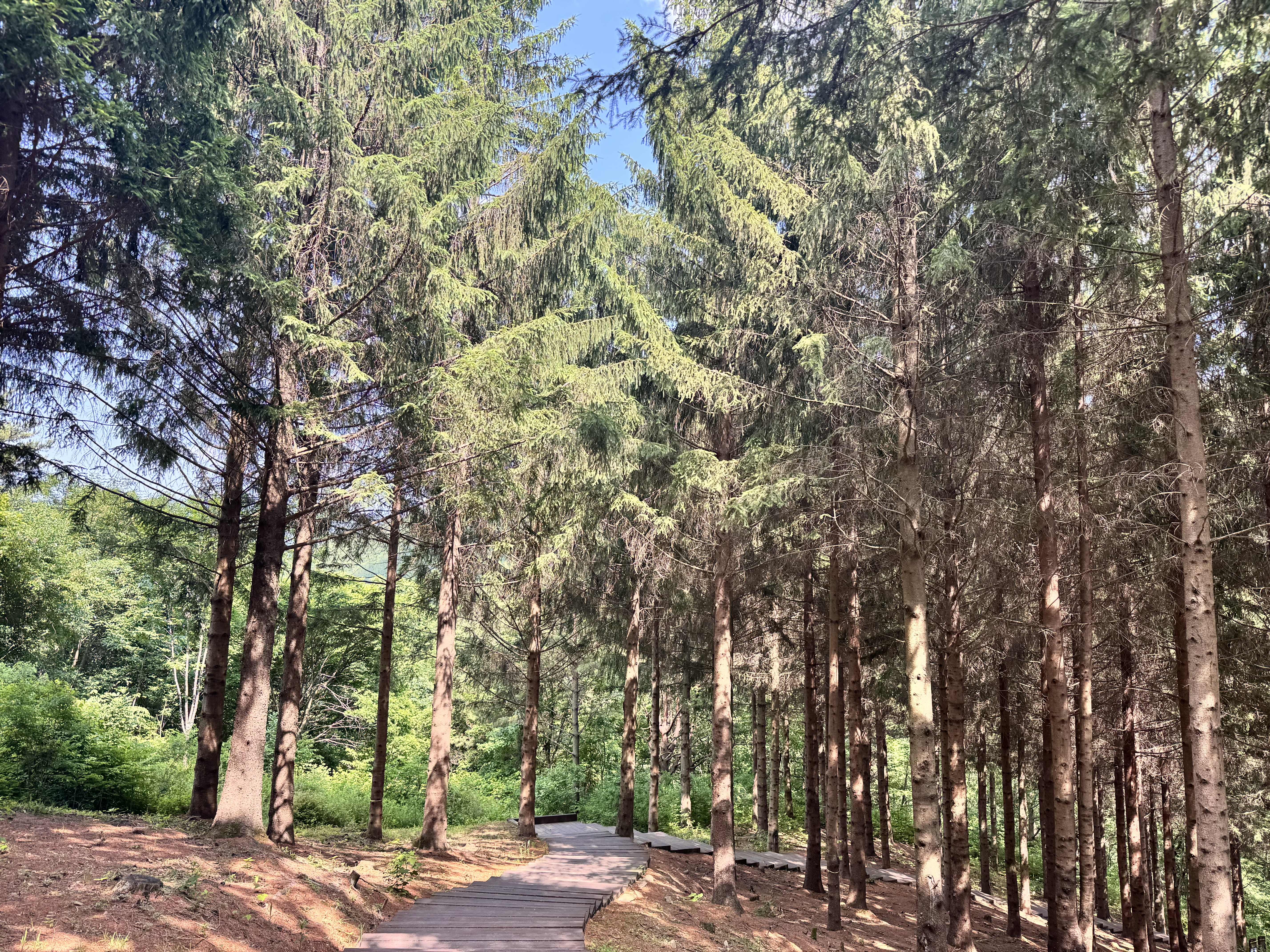 애니포레(Ani-Fore)