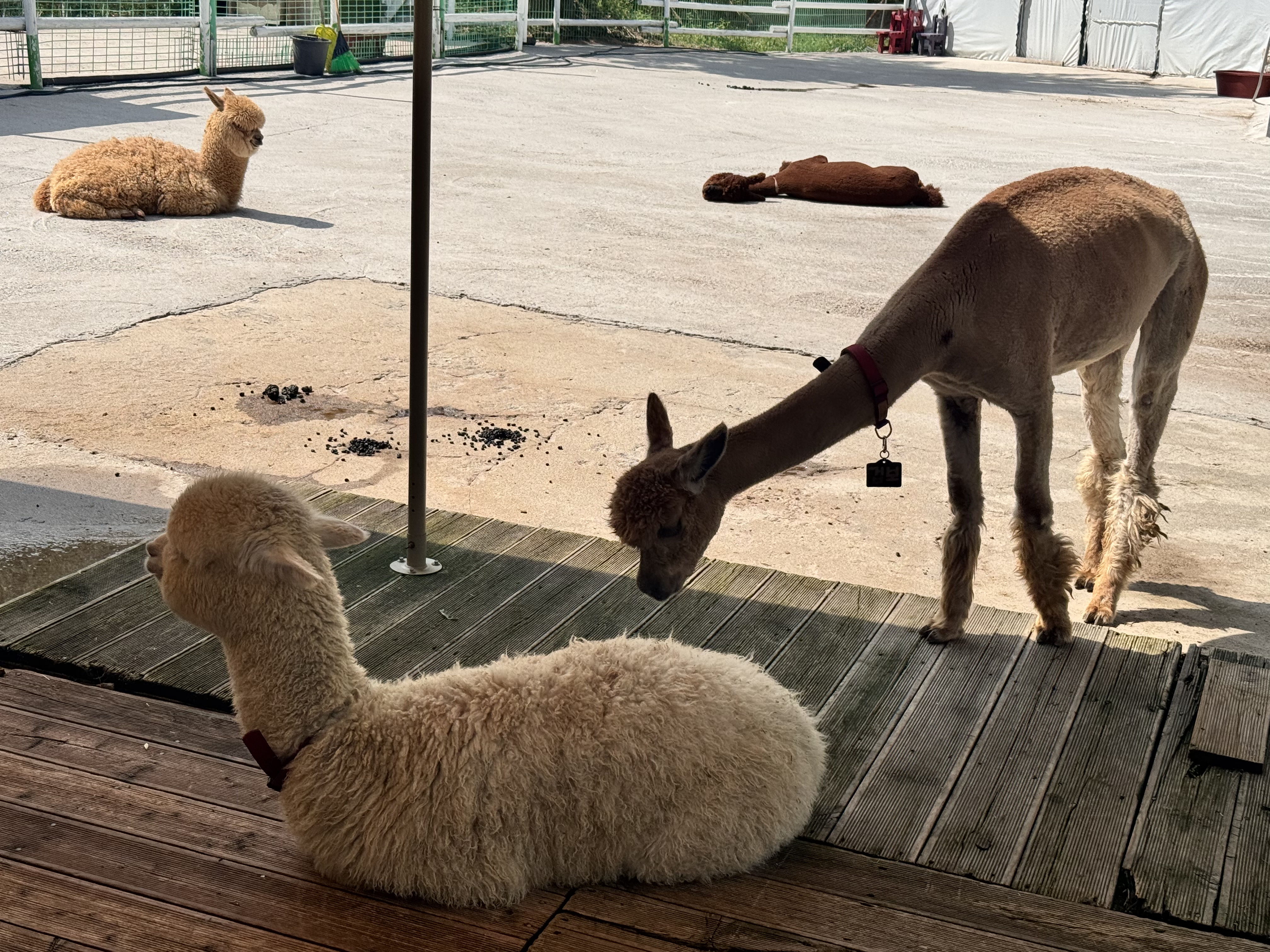 애니포레(Ani-Fore)