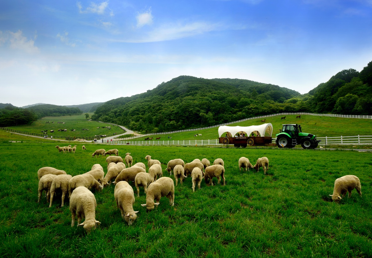 대관령 하늘목장(Sky Ranch)'s picture