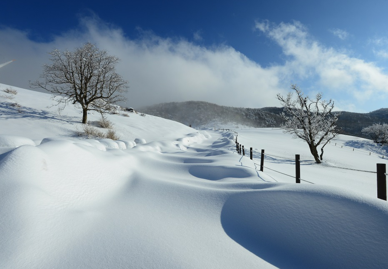 대관령 하늘목장(Sky Ranch)'s picture