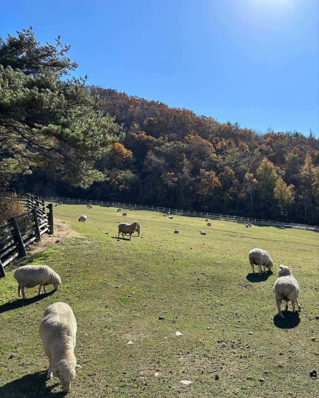 대관령 하늘목장(Sky Ranch)'s picture