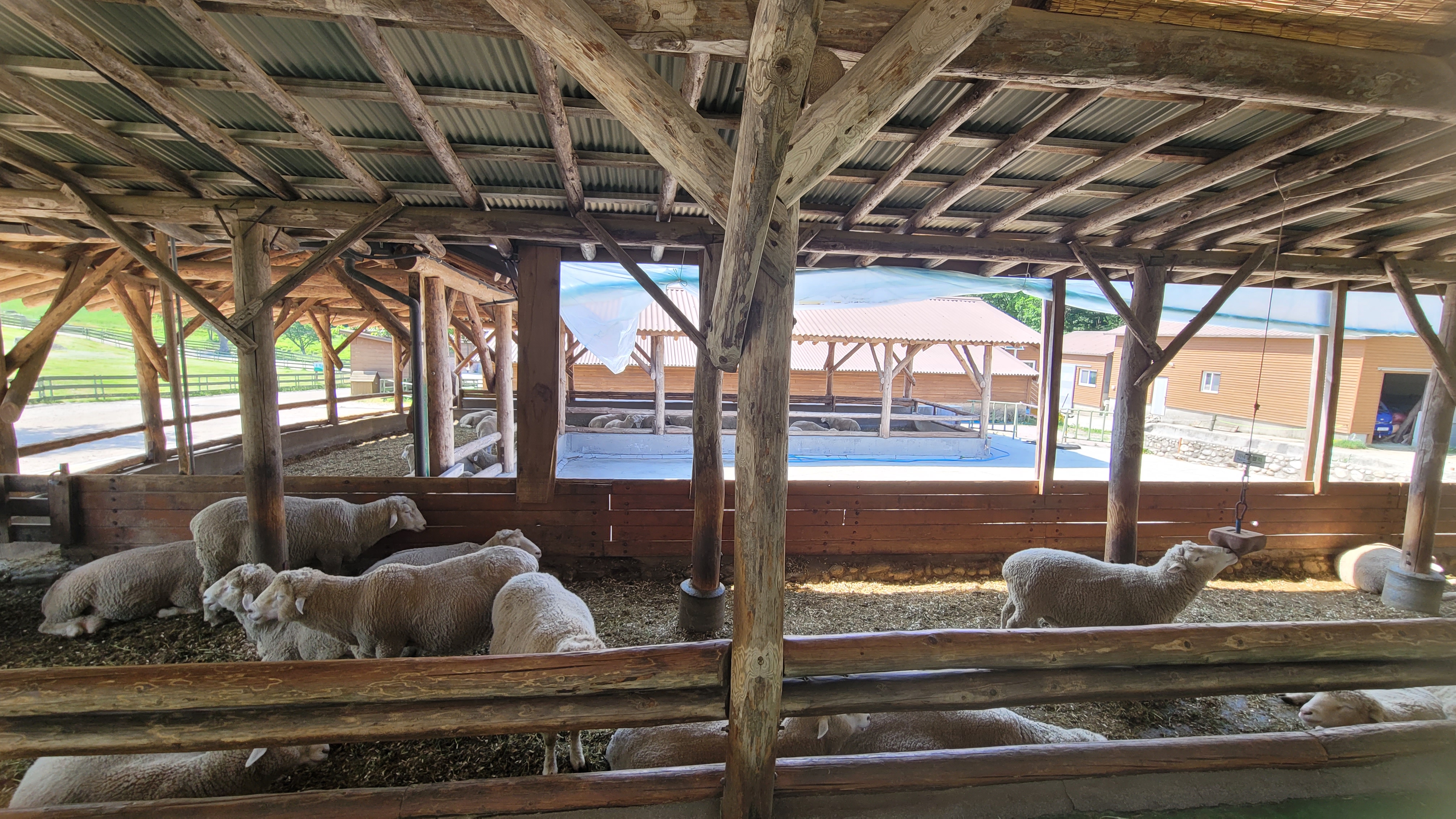 대관령양떼목장(Daegwallyeong Yangtte Ranch)
