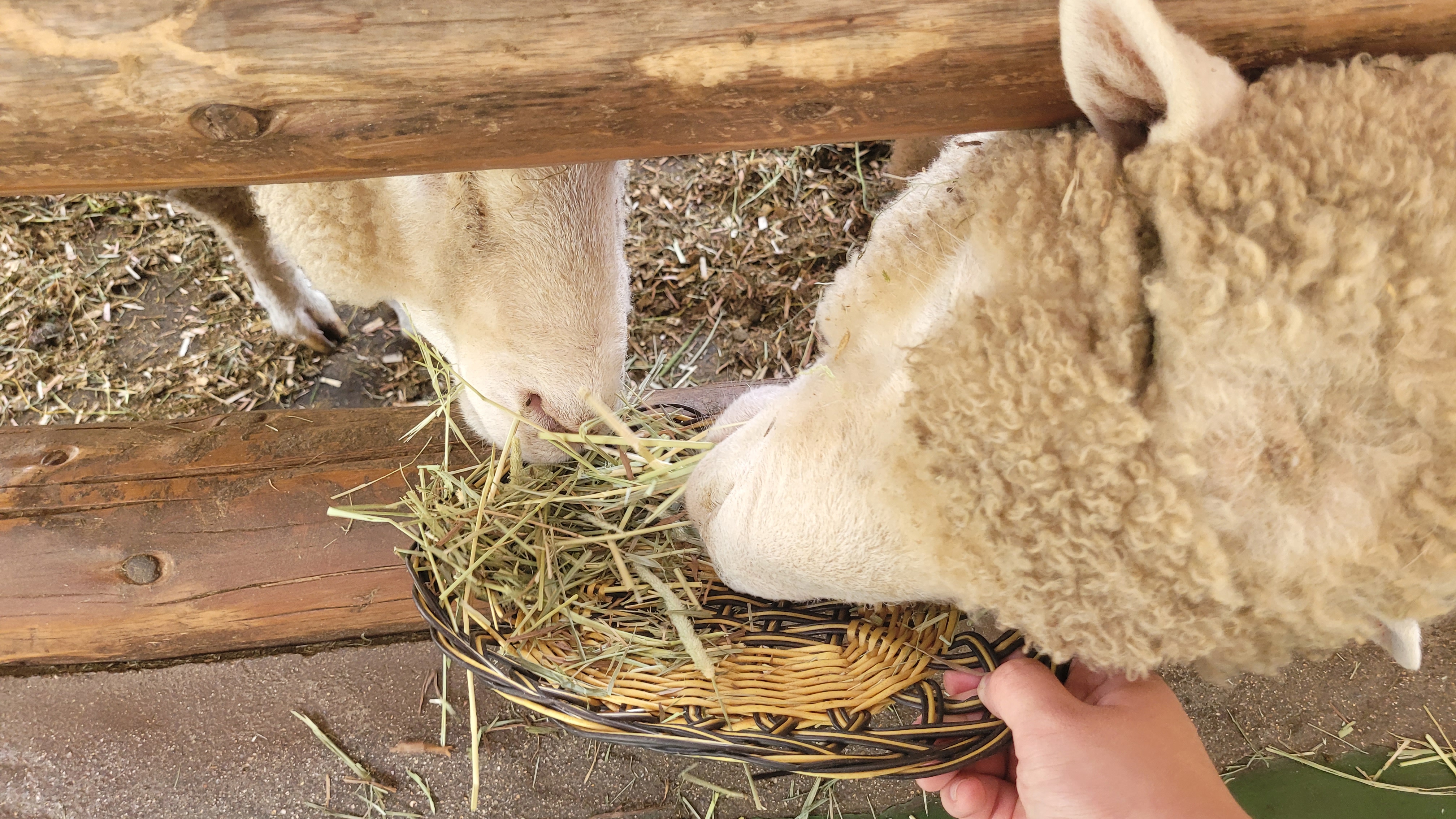 대관령양떼목장(Daegwallyeong Yangtte Ranch)