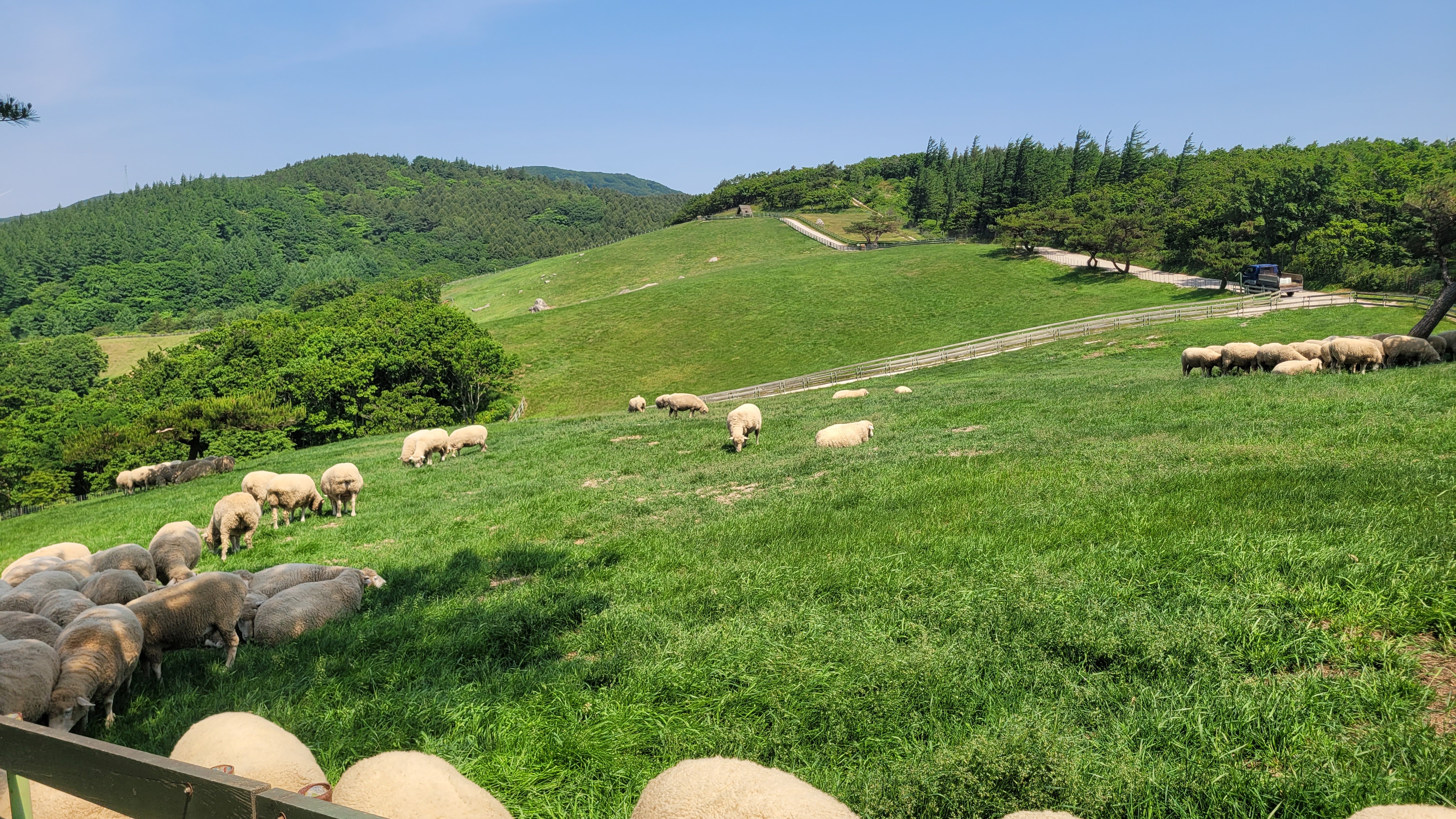 대관령양떼목장(Daegwallyeong Yangtte Ranch)