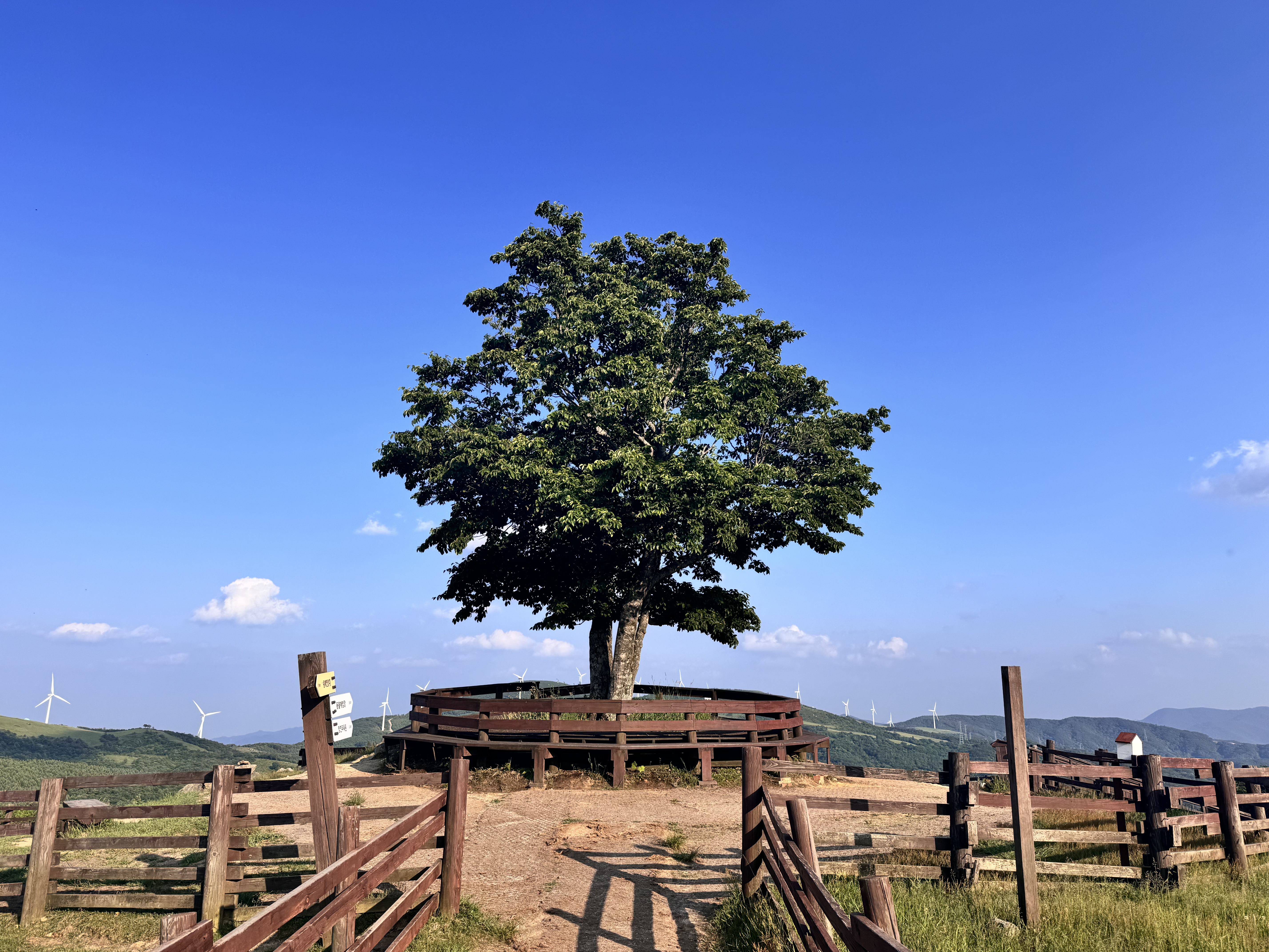 대관령 삼양라운드힐 (구 삼양목장)(Samyang Rounghill)