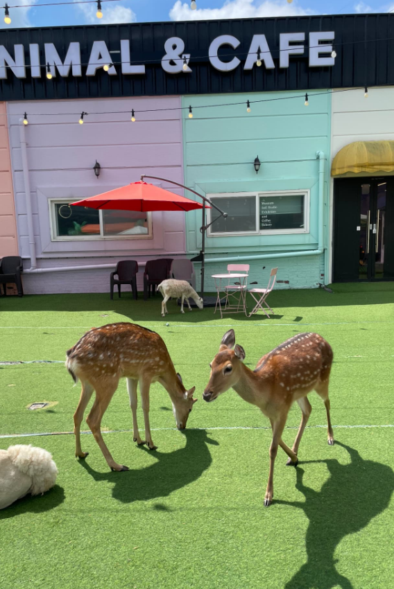 해피애니멀(Happy Animal)'s picture