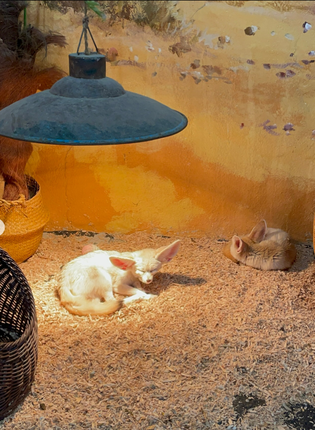 해피애니멀(Happy Animal)'s picture