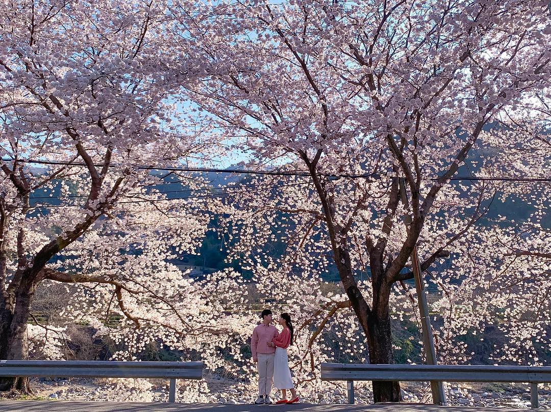 십리벚꽃길 (sibli cherry blossom road)'s picture