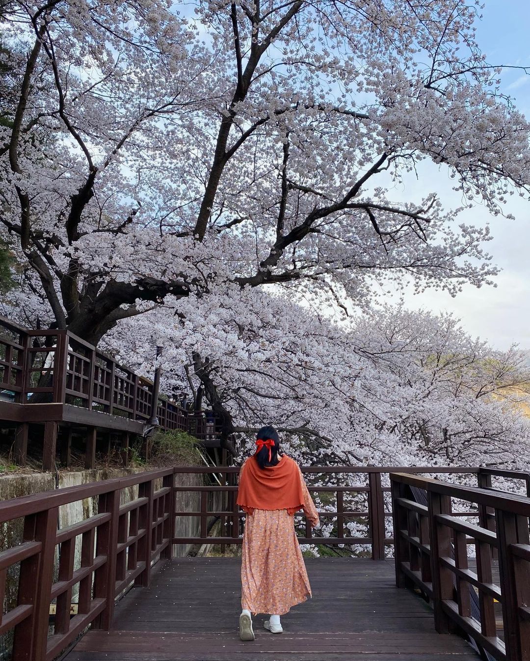 십리벚꽃길 (sibli cherry blossom road)'s picture