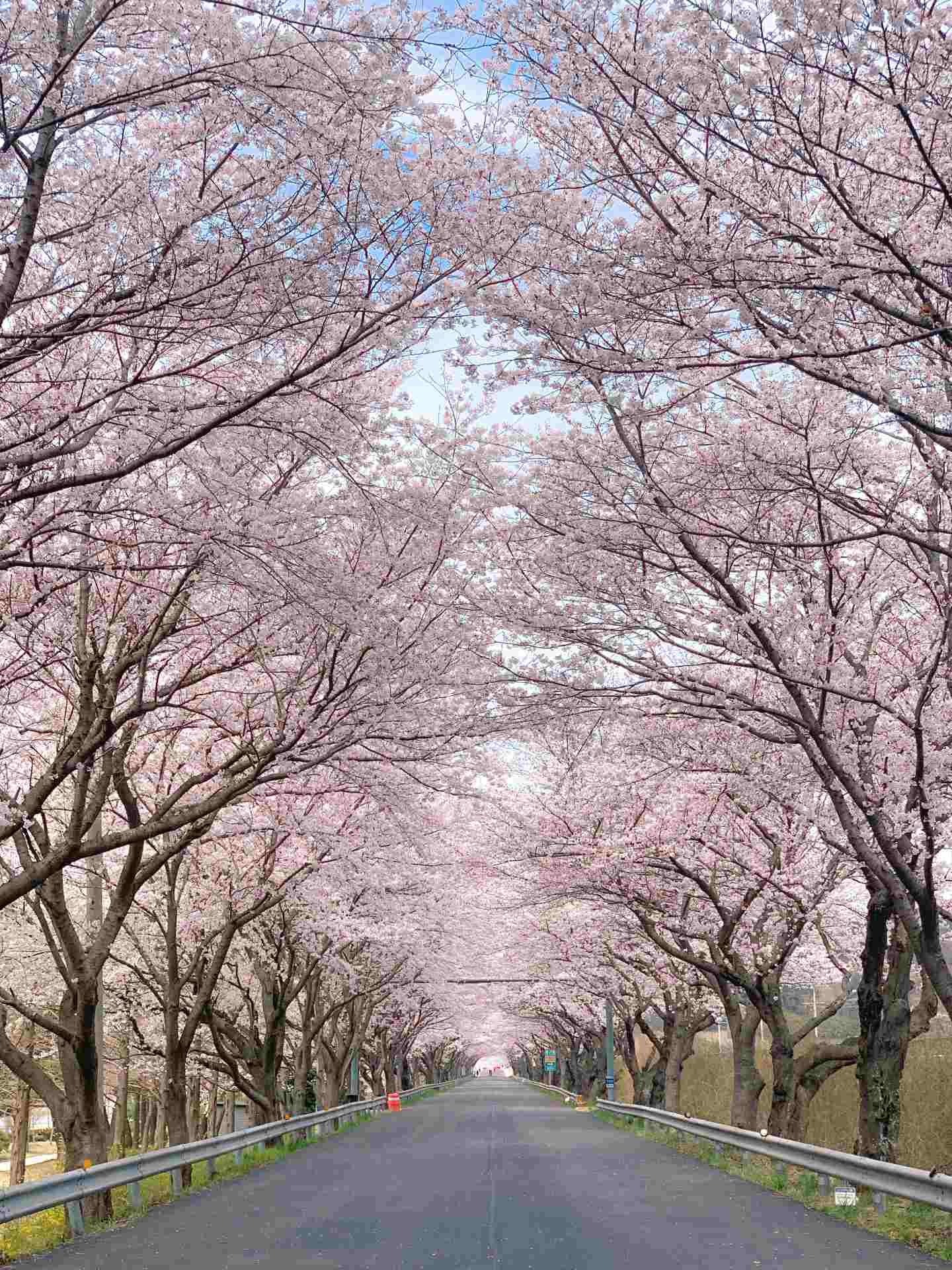 십리벚꽃길 (sibli cherry blossom road)'s picture