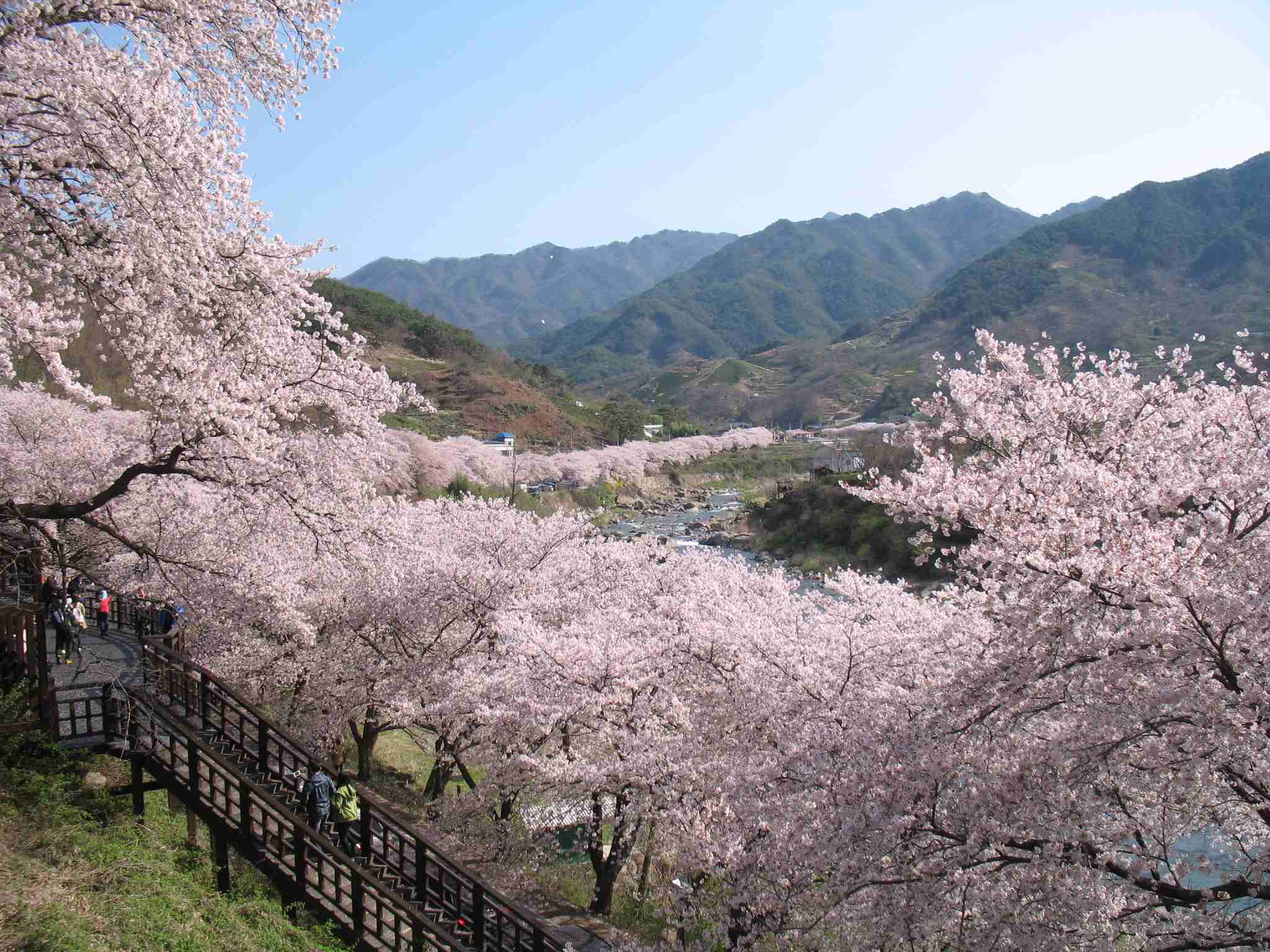 십리벚꽃길 (sibli cherry blossom road)'s picture