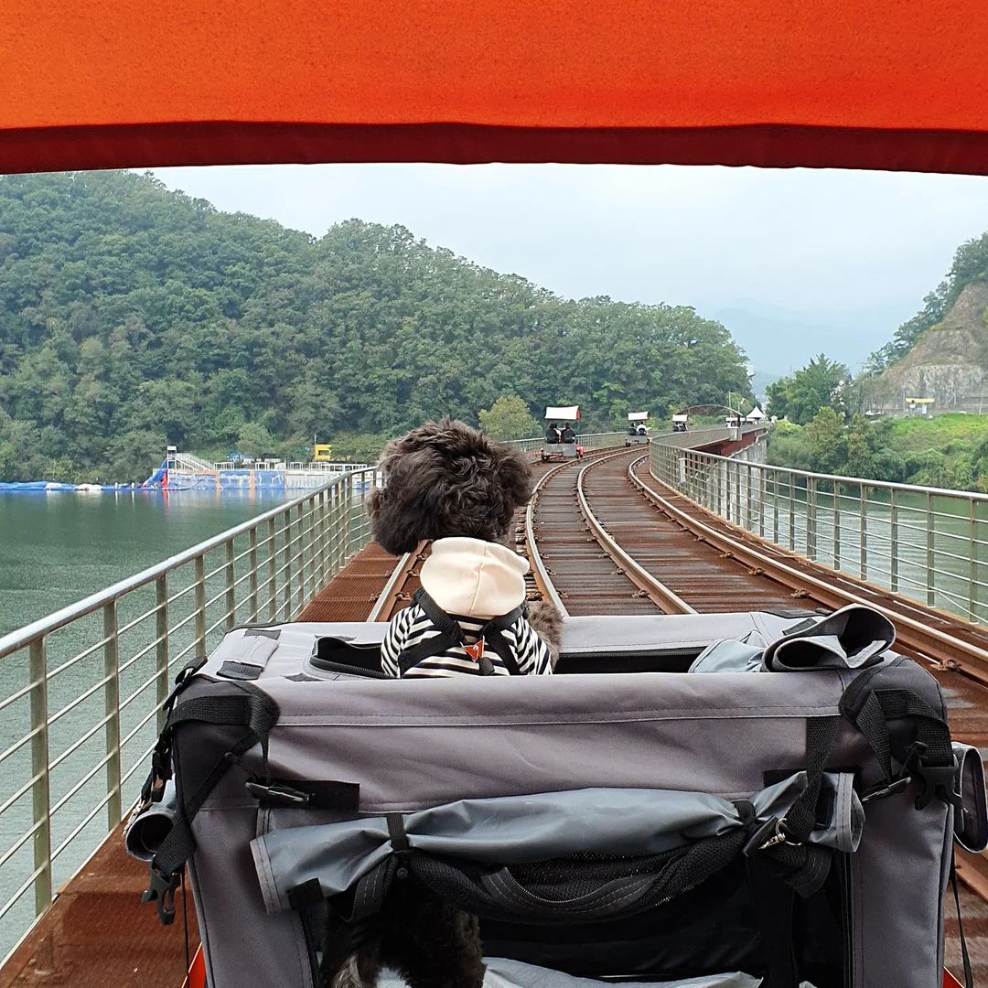 A Lovely Chuncheon Trip with Your Dog