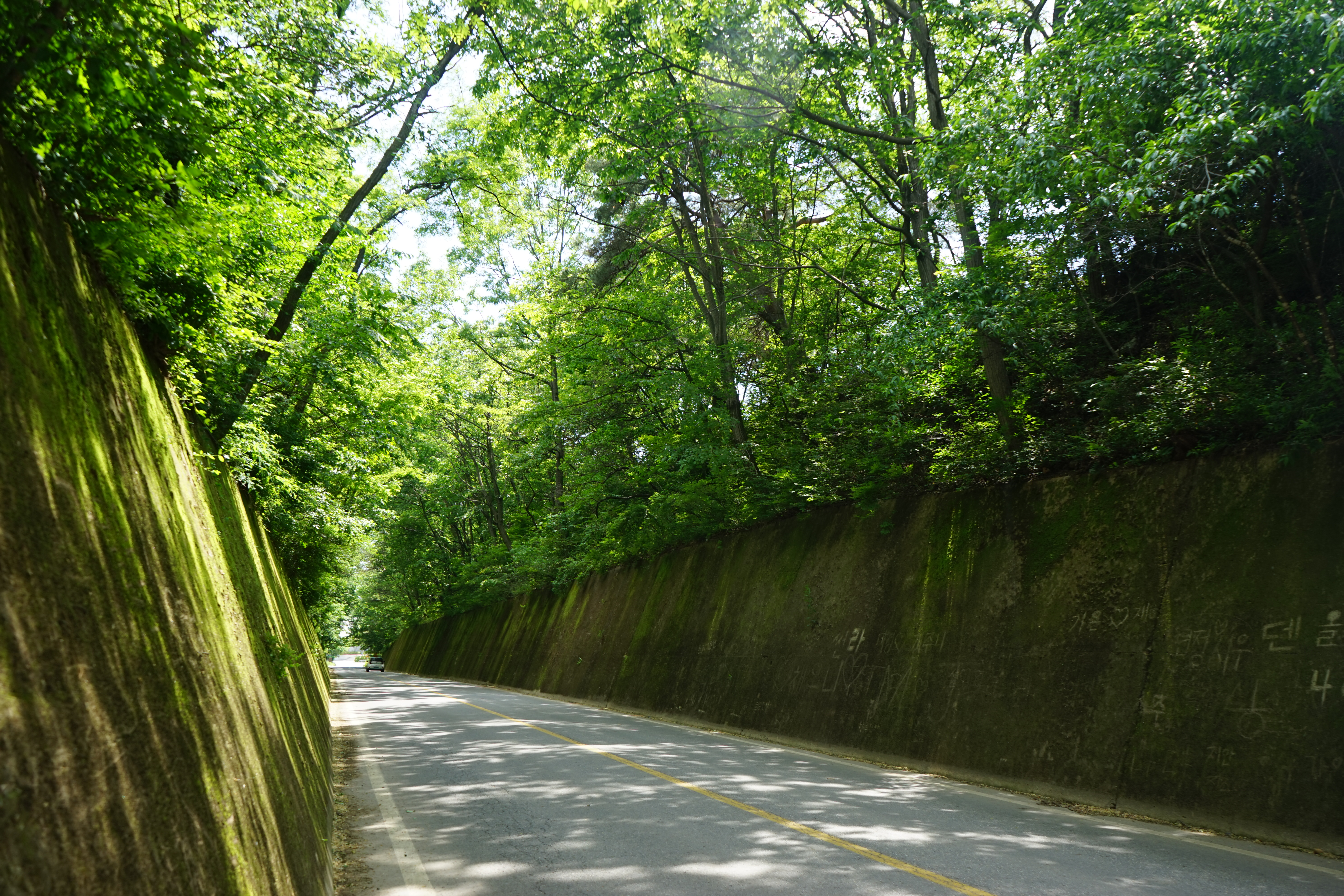 단양 이끼터널(Danyang Moss Tunnel)