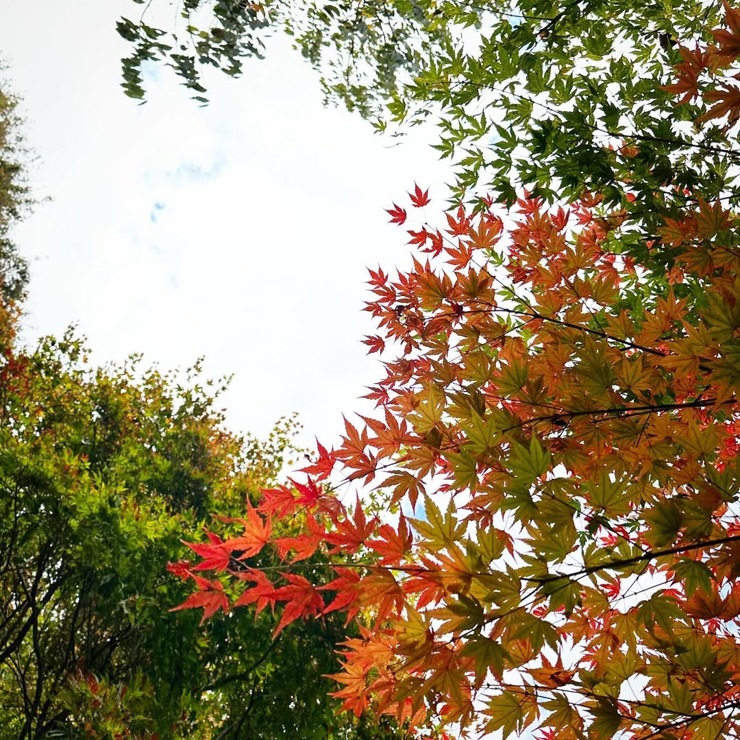 보발재(Bobaljae)