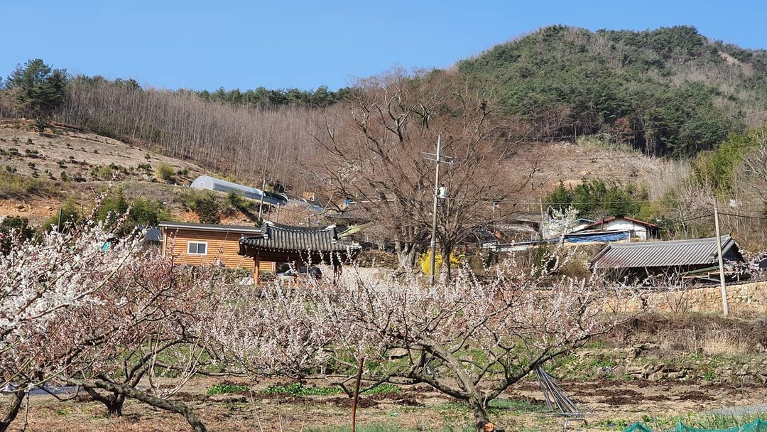 순천 향매실 마을(Hyangmaesil Village)'s picture