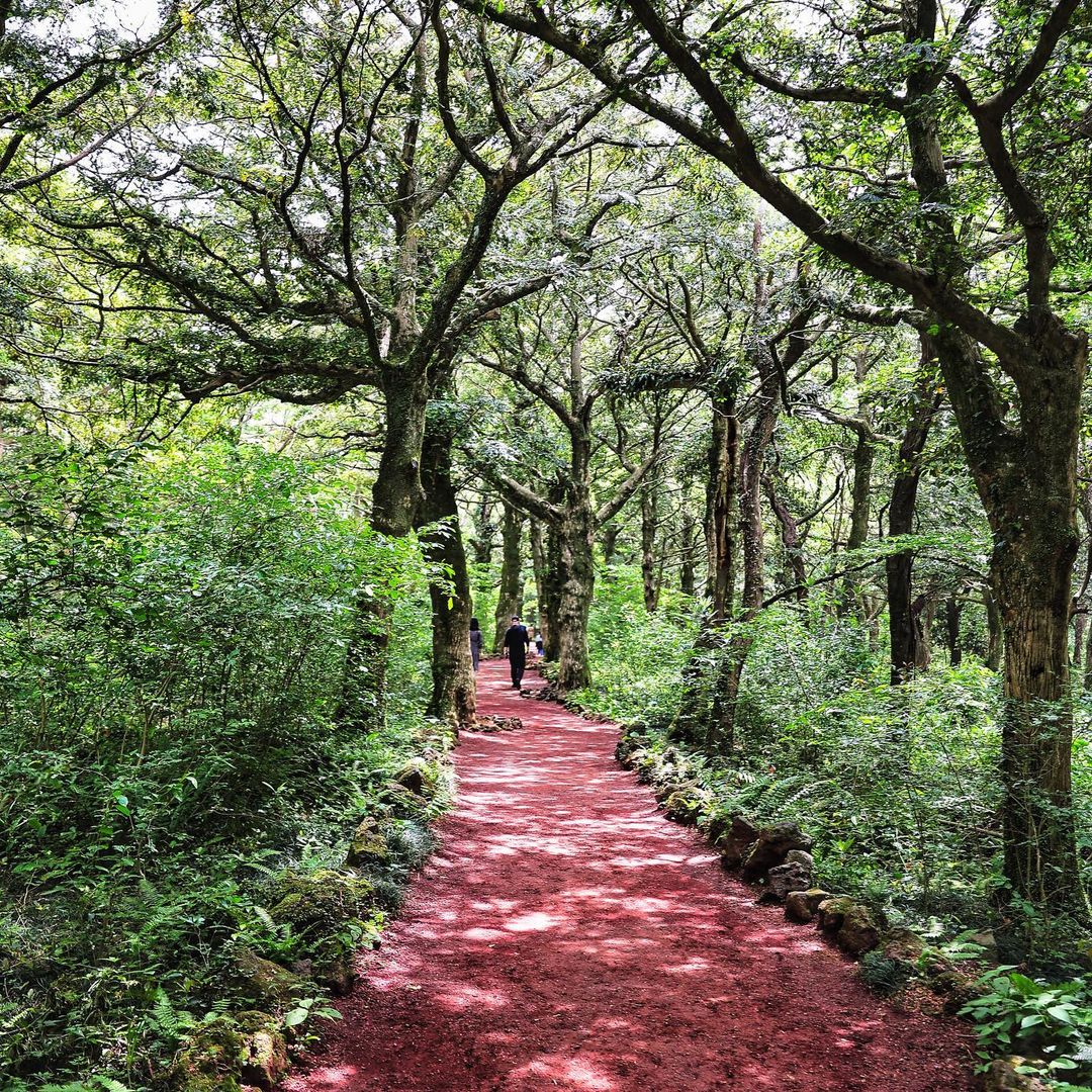비자림(Bijarim Forest)'s picture