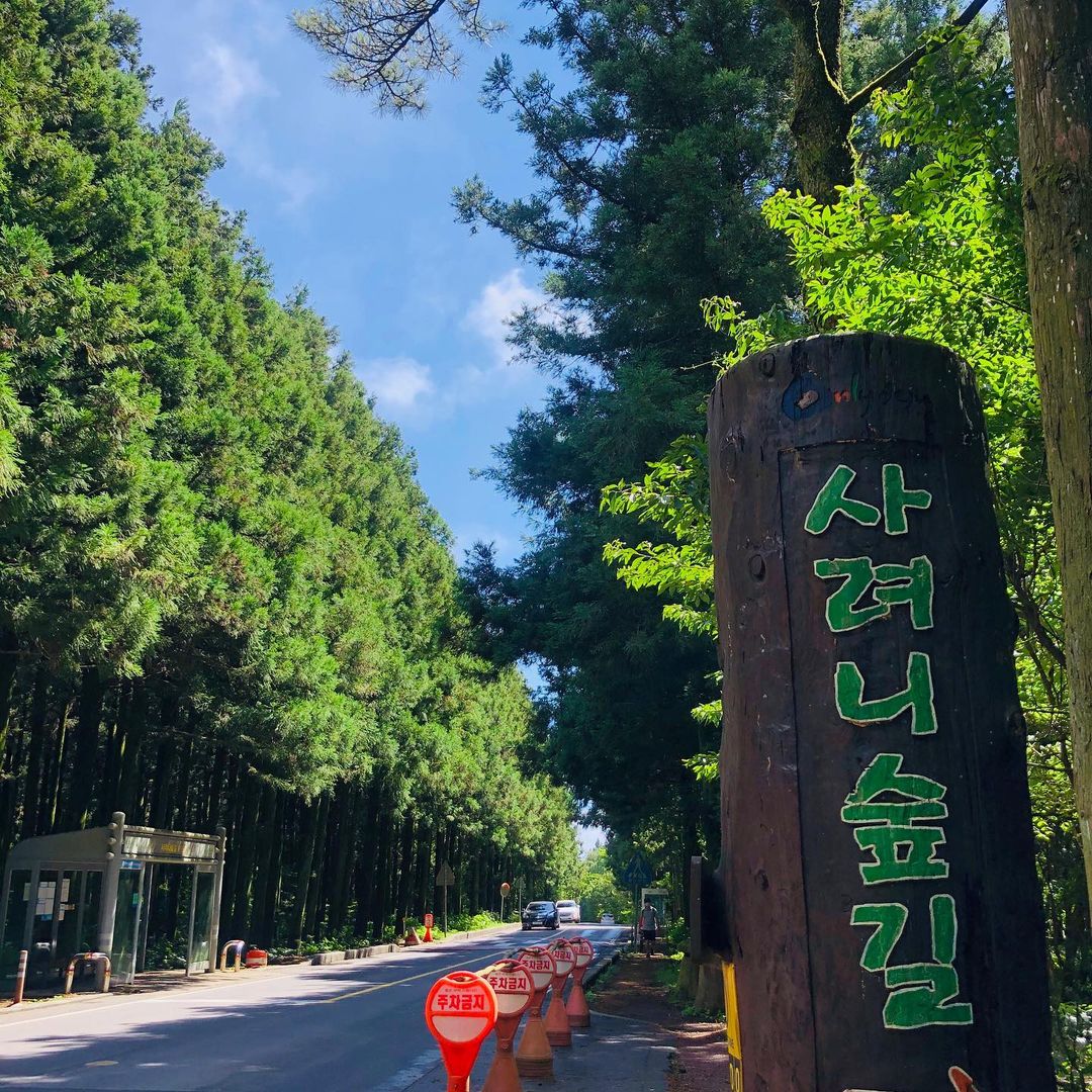 사려니숲길(Saryeoni Forest Path)'s picture