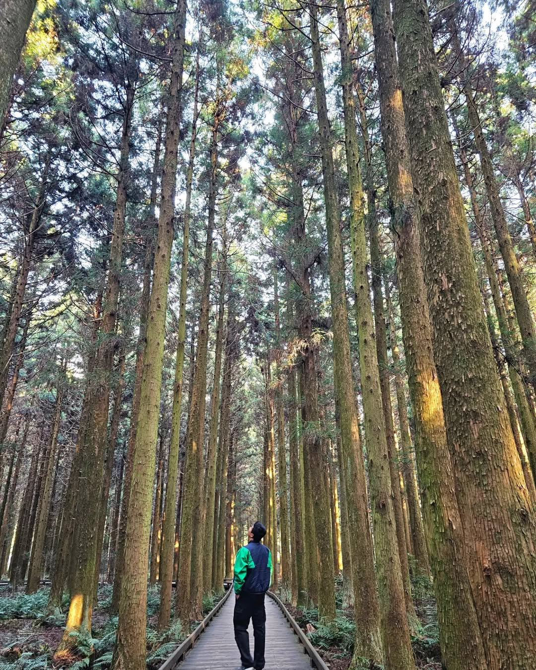 Immerse Yourself in Jeju's Tranquil Forests and Serene Nature.