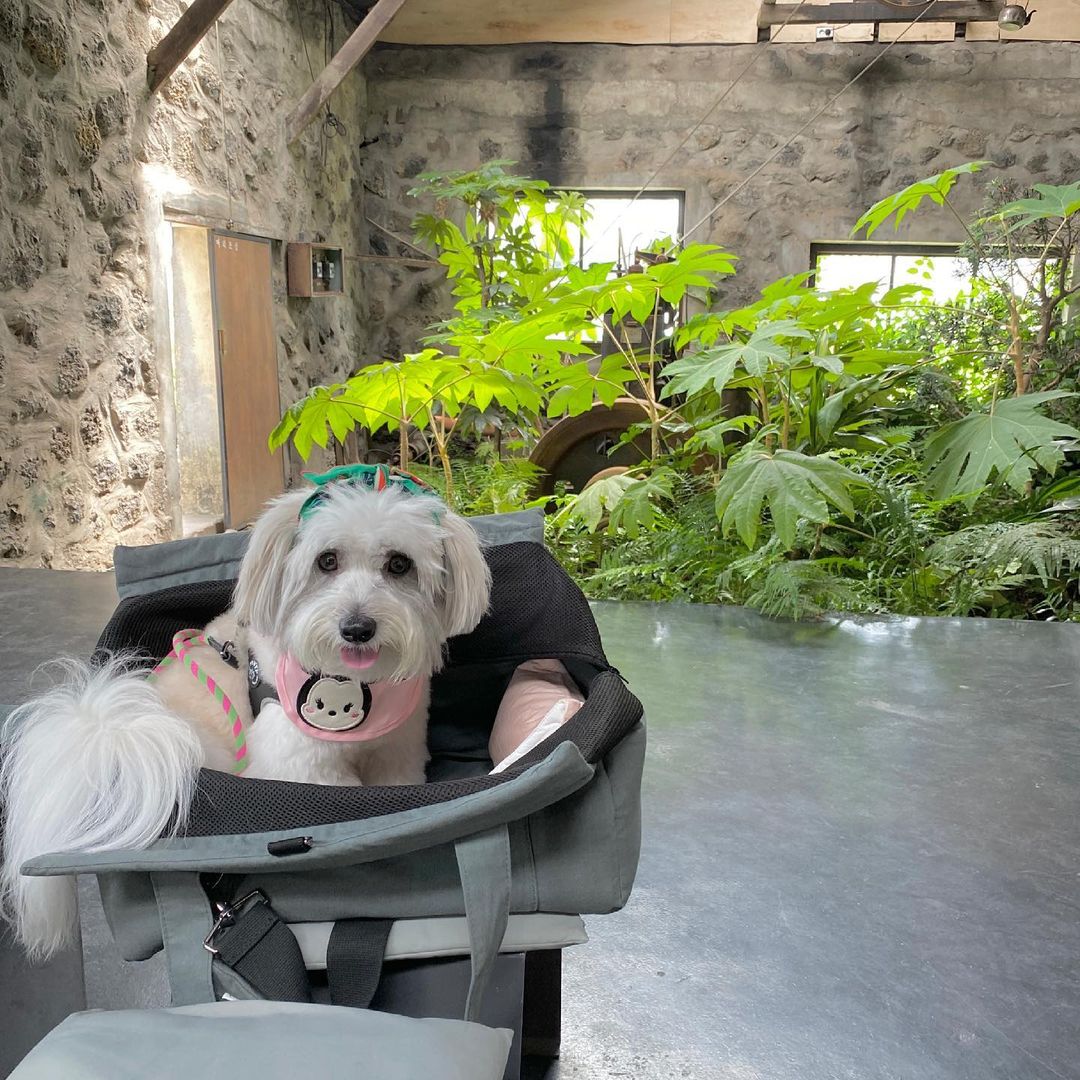 앤트러사이트 제주 한림점(Anthracite Coffee Jeju Hanlim)