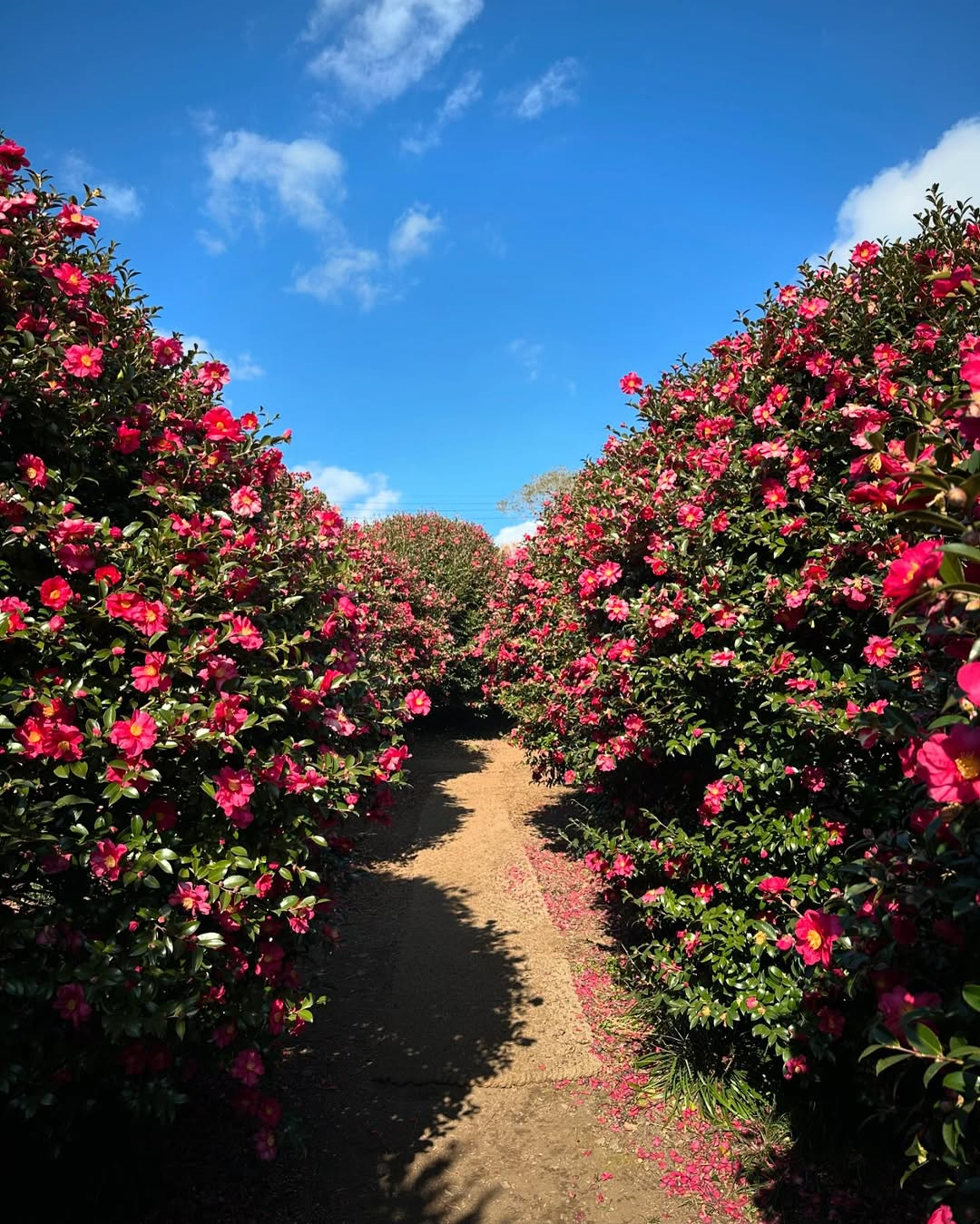 동백 포레스트(Camellia Forest)