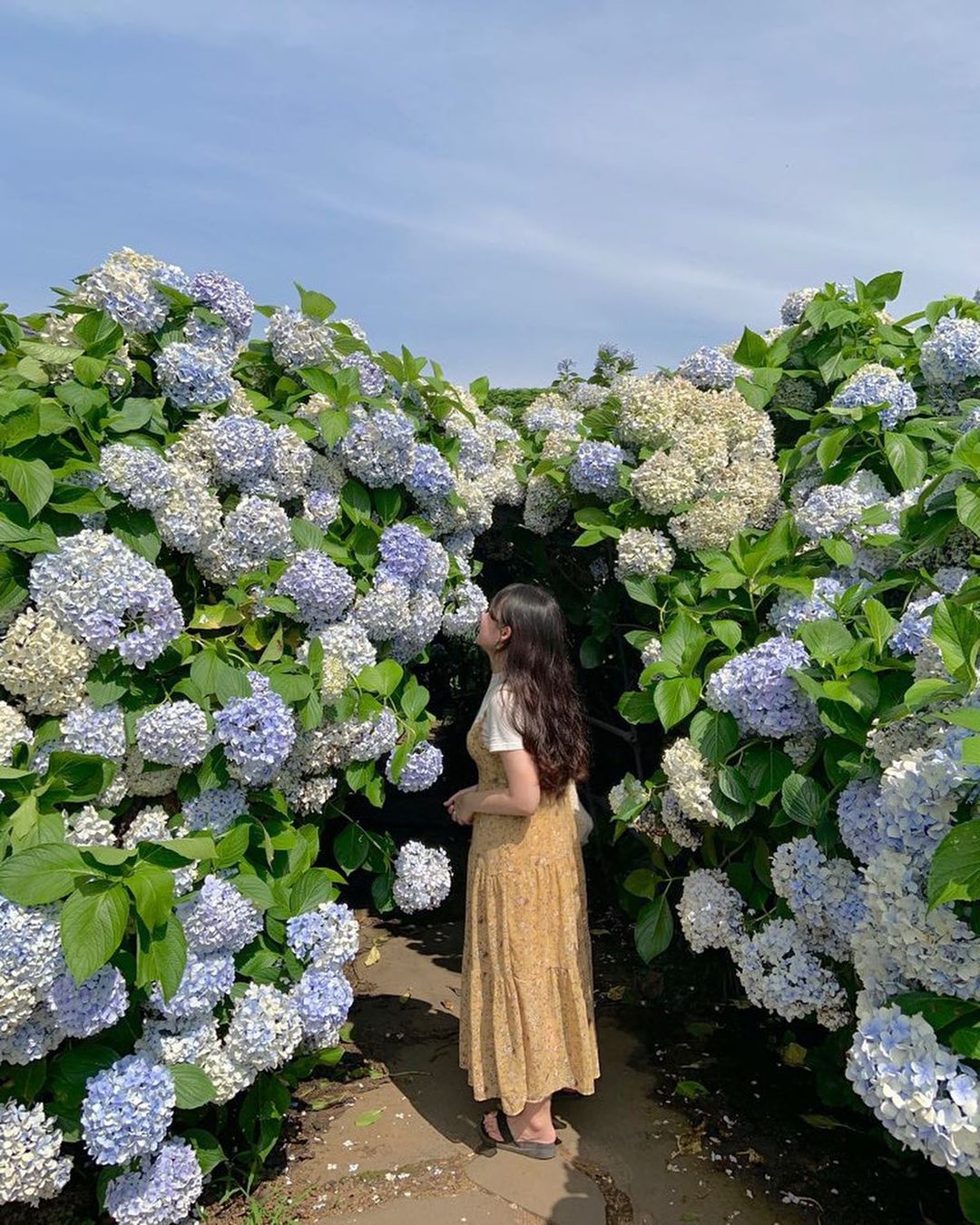 향기 따라 걷는 제주의 풍경's picture