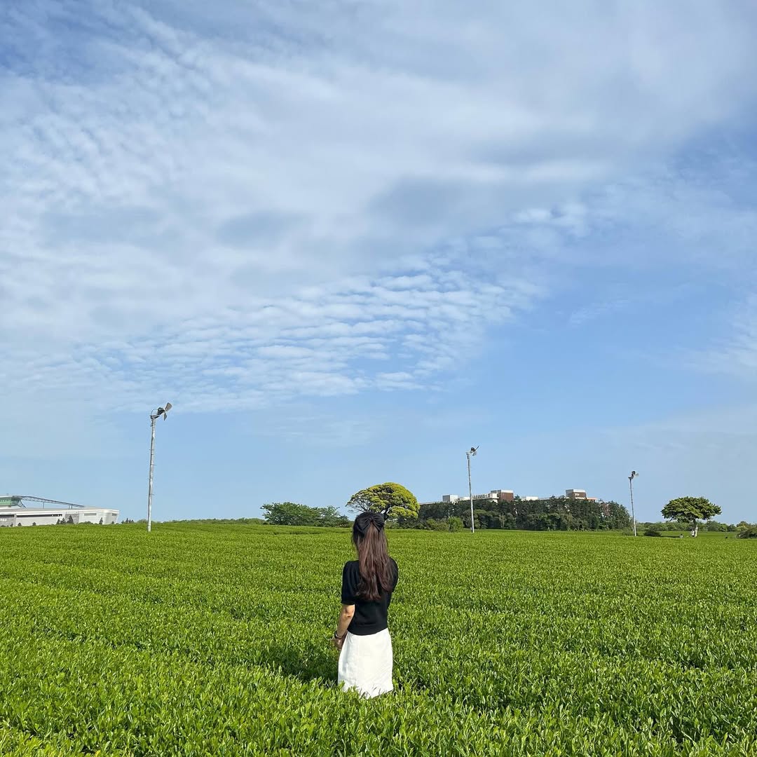 오설록 티뮤지엄's picture